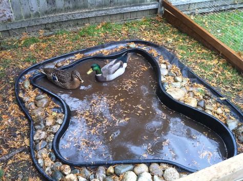 For a pond of this small size, it will need to be emptied and refilled 1 or twice a week. It is not big enough to make a filtration system with beneficial bacteria. Too much duck waste. Duck Setup, Duck Ponds, Duck Enclosure, Duck Care, Duck Pen, Duck Pens, Backyard Ducks, Old Bathtub, Duck Coop