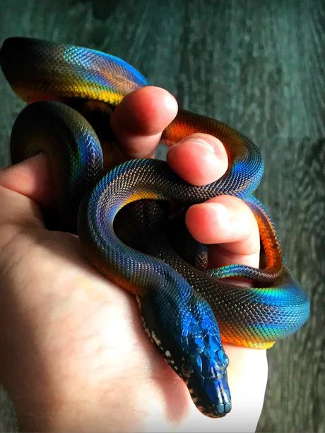 White lipped python - 9GAG Rainbow Snake, Pretty Snakes, Snake Wallpaper, White Lips, Cute Reptiles, Cute Snake, Snake Art, Pet Snake, Beautiful Snakes