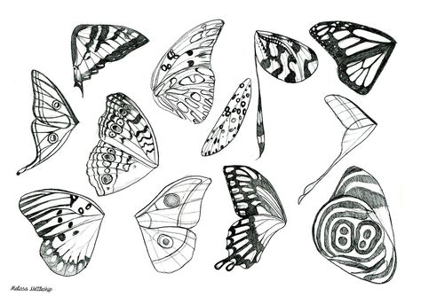 Butterfly and Moth Wings | Melissa Nettleship | Flickr Butterfly Wing Tattoo, Butterfly And Moth, Butterfly Wings Pattern, Wings Sketch, Moth Wings, Wings Drawing, Wings Art, Architecture Concept Drawings, Textile Pattern Design