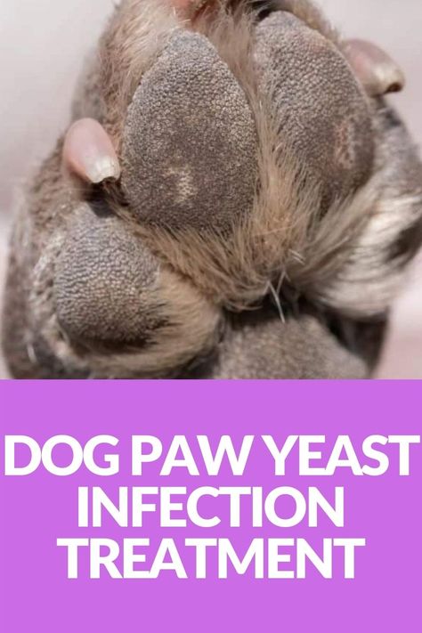 Dogs With Allergies, Dog Balm, Dog Paw Balm, Coconut Oil For Dogs, Yeast Infections, Types Of Skin, Dog Health Tips, Dog Allergies, Dog Skin