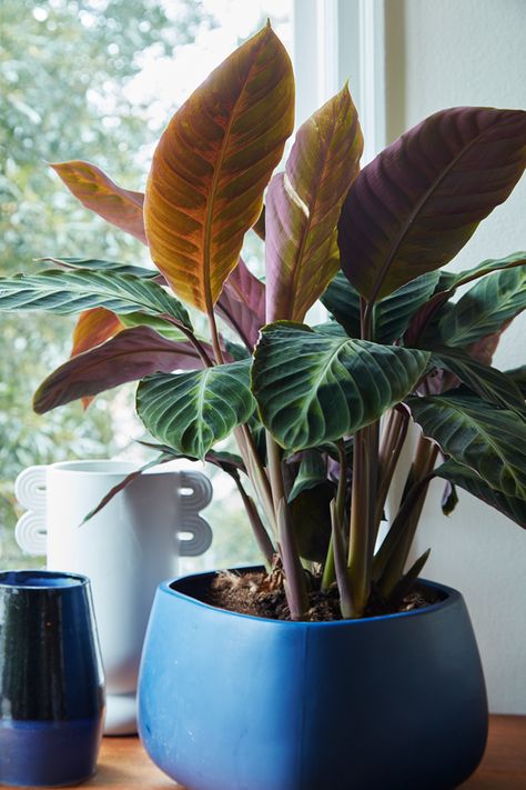 Calathea warscewiczii Calathea Warscewiczii, Flora Grubb, Cast Iron Plant, The Light Is Coming, Iron Plant, Indoor Gardens, Garden Nursery, Peace Lily, Garden Store