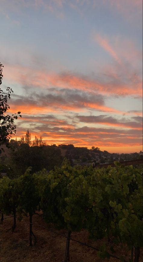 #vineyard #sunset #sonoma #parisian Vineyard Sunset, Wine Country, Bucket List, Wine, Collage, Pins