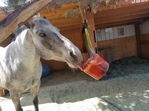 Stella would love a popsicle!! Horse Basics, Horse Snacks, Equine Enrichment, Owning Horses, Homemade Horse Treats, Donkey Care, Daisy Meadows, Horses Stuff, Horse Nutrition