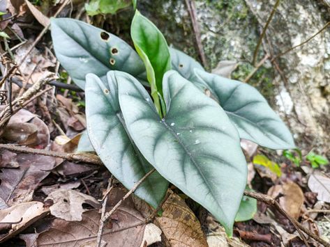 How to Care for Alocasia Reversa? - Plant Index Alocasia Varieties, Plants Care, Alocasia Plant, Spots On Face, Fertilizer For Plants, Different Shades Of Green, Leaf Coloring, Propagating Plants, Foliage Plants