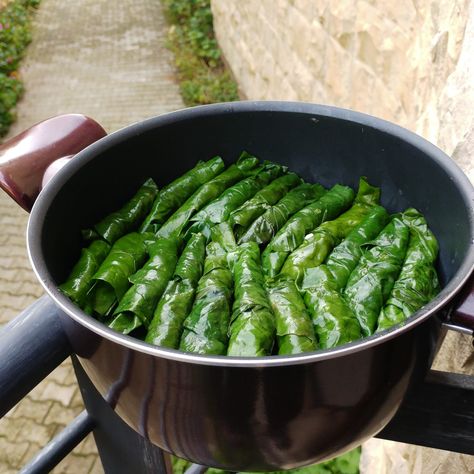 Stuffed swiss chard leaves - Taste of Beirut Stuffed Swiss Chard, Chard Rolls, Swiss Chard Recipes, Stuffed Grape Leaves, Stuffing Ingredients, Chard Recipes, Lebanese Cuisine, Pomegranate Molasses, Swiss Chard