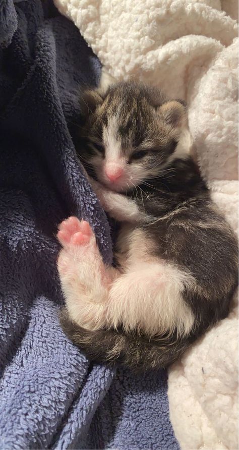 Cat Toe Beans, Small Kitten, Toe Beans, Kitten Pictures, Baby Kittens, Cat Boarding, Silly Animals, Little Kittens