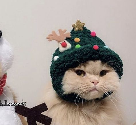 Christmas Profile Pictures, Matching Christmas Pfp Friends, Bff Christmas, Pfp Friends, Study Hall, Christmas Pfp, Kitchen Christmas Gifts, Cat Couple, Christmas Kitten