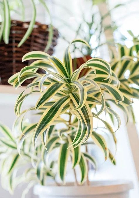 Spider Plant Indoor, Spider Plant Care, Airplane Plant, Chlorophytum Comosum, Ribbon Plant, Lamp Inspiration, Plant Wishlist, Types Of Grass, Green Charms