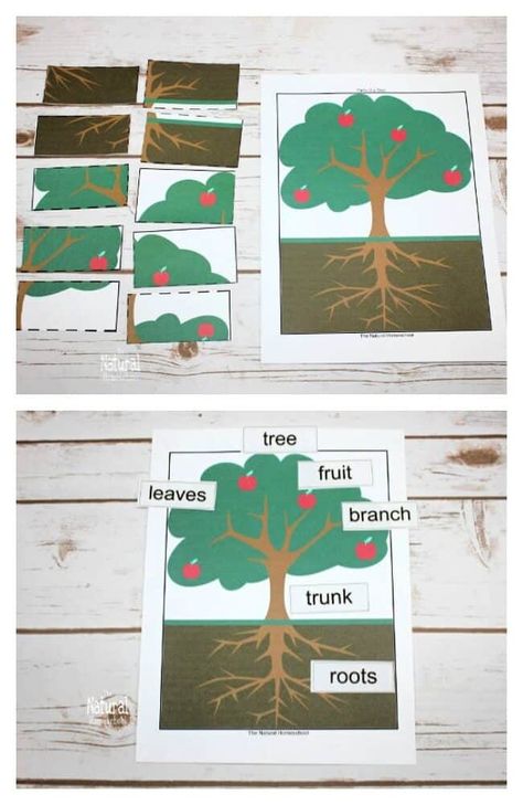 Montessori Botany, Botany Lessons, Tree Puzzle, Trees For Kids, Flower Puzzles, Plants Unit, Plant Activities, Montessori Books, Montessori Lessons