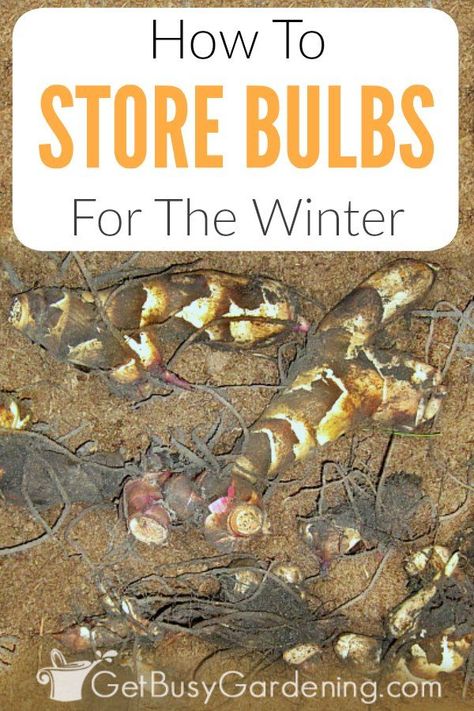 Tropical plants like cannas, dahlias, elephant ears and gladiolas are not hardy, and won’t survive the winter outside in cold climates. But these tender summer bulbs can easily be overwintered indoors, and grown again year after year! Learn how to dig them out of your garden in the fall and get them ready for storage. Plus, get tons of tips for storing tender bulbs in pots or packed in boxes for winter. #gardenbulbs #overwinterplants #fallgardening #gardening #garden Bulbs In Pots, Elephant Ear Bulbs, Canna Bulbs, Winter Outside, Summer Bulbs, Elephant Ear Plant, Overwintering, Garden Bulbs, Home Vegetable Garden