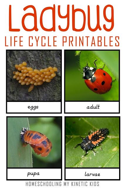 Free printable for lady bug life cycle set // Homeschooling My Kinetic Kids // montessori // howisafari // safari ltd ideas // sensory bin // springtime Ladybird Life Cycle, Ladybug Life Cycle Free Printable, Types Of Ladybugs, Bug Life Cycle Preschool, Bug Life Cycle, Ladybugs Preschool, Life Cycle Worksheet, Life Cycles Preschool, Ladybug Life Cycle