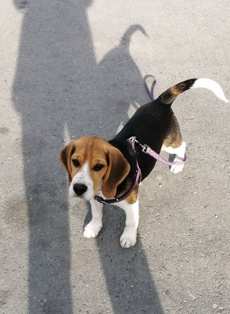 Begal Puppies, Baby Beagle, Cute Beagles, Dog Best Friend, Cute Dog Photos, Really Cute Dogs, Puppies And Kitties, Pretty Dogs, Beagle Puppy