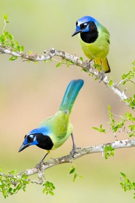 Meet the Gorgeous Green Jay, a Tropical Wonder - Birds and Blooms Victoria Secret Wallpaper, Tropical Animals, Brown Bird, Jay Bird, Bird Silhouette, Bird Pictures, Tropical Birds, Bible Verse Wallpaper, Bird Photo