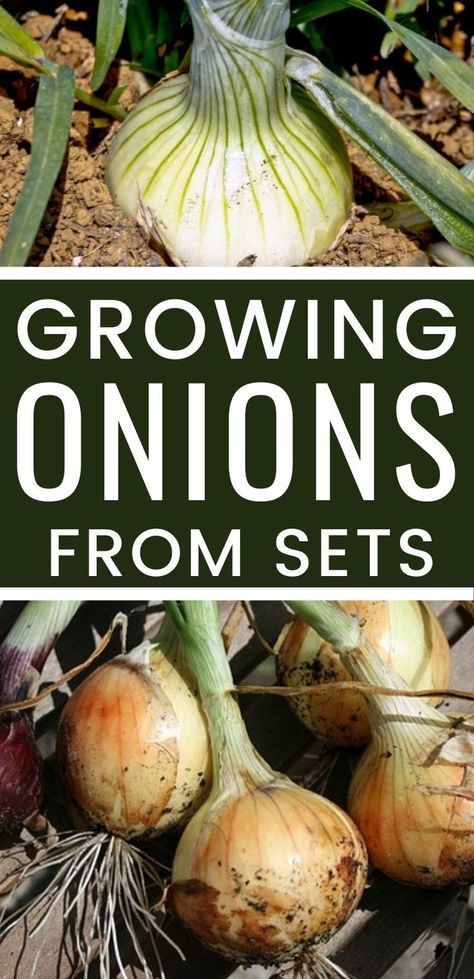 Onions In Containers, Planting Onion Sets, Grow Onions, Vegetables Growing, Wide Bed, Growing Onions, Growing Tomatoes In Containers, Planting Onions, Greenhouse Plants