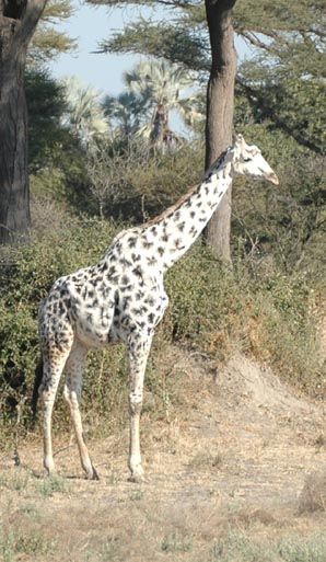 Leucistic Giraffe Albino Moose, Moose Pics, Rare Albino Animals, White Giraffe, Giraffe Pictures, Albino Animals, Giraffe Art, A Giraffe, Rare Animals