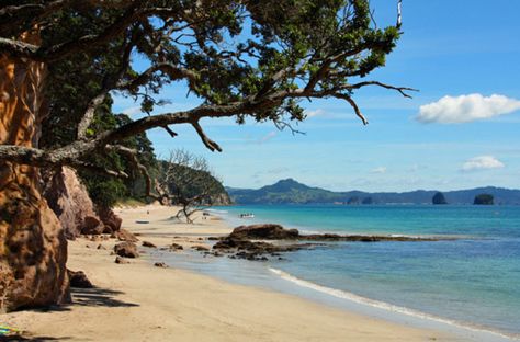 Hahei Beach, New Zealand Coromandel Peninsula, Best Beach Destinations, Beach New Zealand, Santa Rosa Beach Florida, New Zealand Beach, Ocean Resort, Beach Destinations, New Zealand North, Surf Trip