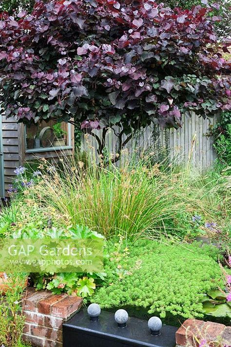 A small low maintenance modern cottage garden planted with self seeding perennials. A feature Cercis canadensis 'Forest Pansy' disguises a shed. Creeping succulent and grasses cascade over a lead water feature. Cercis Occidentalis, Cotinus Royal Purple, Forest Pansy Redbud, Cercis Chinensis Avondale, Forest Pansy, Cercis Canadensis Forest Pansy, Small Trees For Garden, Back Garden Design, Cottage Garden Plants