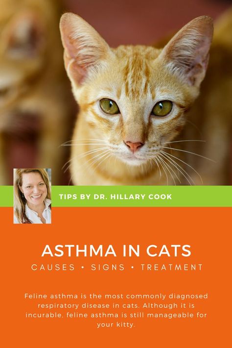 Cat Asthma, Cat Diseases, Asthma Attack, Monster Activities, Respiratory Disease, Asthma Inhaler, Cat Scratchers, Asthma Attacks, Cat Care Tips