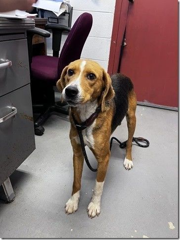 Liberty 2 years old 40 pounds Sweet Hound in a Kill Shelter is an adoptable Dog - American Foxhound searching for a forever family near Danbury, CT. Use Petfinder to find adoptable pets in your area. Foxhound Dog, American Foxhound, The Fox And The Hound, Dog Rescue, Helping The Homeless, Forever Family, Blue Ridge, Dog Adoption, Tri Color