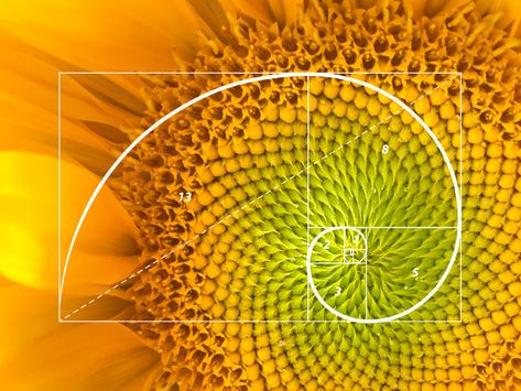 The nature of design: the Fibonacci sequence and the Golden Ratio - Cleveland Design Sequence Flower, Golden Ratio In Nature, Fibonacci In Nature, Golden Section, Sequence Design, Corkboard Ideas, Sacred Geometry Symbols, Fibonacci Sequence, Sacred Geometric