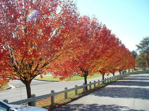 Cleveland Pear Tree, Brachychiton Rupestris, Eucalyptus Camaldulensis, Bradford Pear Tree, Flowering Pear Tree, Flower Garden Landscaping, Cedrus Deodara, Cupressus Sempervirens, Tree Plan