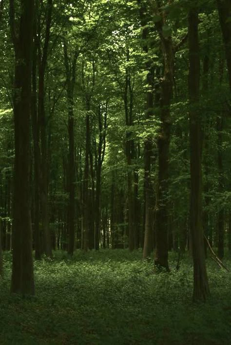 숲 사진, Dark Naturalism, Dark Forest Aesthetic, Enchanted Wood, Dark Green Aesthetic, Mystical Forest, Trees Nature, Magic Forest, Power Of Nature