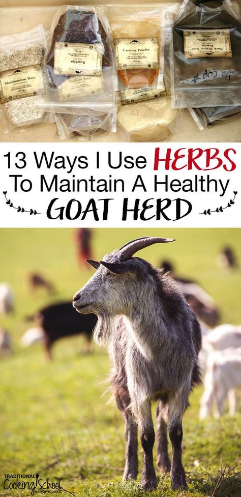 Herbs For Goats, Caring For Goats, Mini Nubian Goats, Goat Hacks, Bathroom Design Farmhouse, Bedroom Design Vintage, Boho Bathroom Design, Goat Feed, Goat Ideas