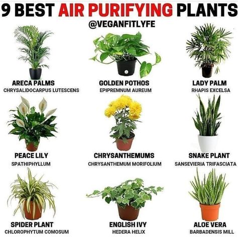 How many plants do you have indoors? 🌿 _  Check out @HolisticBrent for more plant posts 🌱 Chrysanthemum Morifolium, Oxygen Plant, Ficus Ginseng, Best Air Purifying Plants, Pachira Aquatica, Air Cleaning Plants, Golden Pothos, Areca Palm, Best Indoor Plants