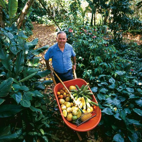 Fruit Forest, Potting Plants, Fruit Tree Garden, Cow Pasture, Fine Gardening, Forest Garden, Juicy Fruit, Tropical Forest, Fruit Plants