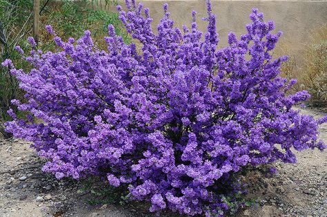 Purple Sage Plant | Purple Sage Bush | Flickr - Photo Sharing! Side Courtyard, Purple Perennials, Sage Bush, Shaded Garden, Southwest House, Landscaping Shrubs, Cottage Flowers, Sage Plant, Purple Sage