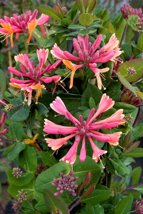 Goldflame Honeysuckle, Fast Growing Vines, Honeysuckle Vine, Monrovia Plants, Growing Vines, Plant Catalogs, Garden Vines, Garden Shrubs, Tattoo Cover