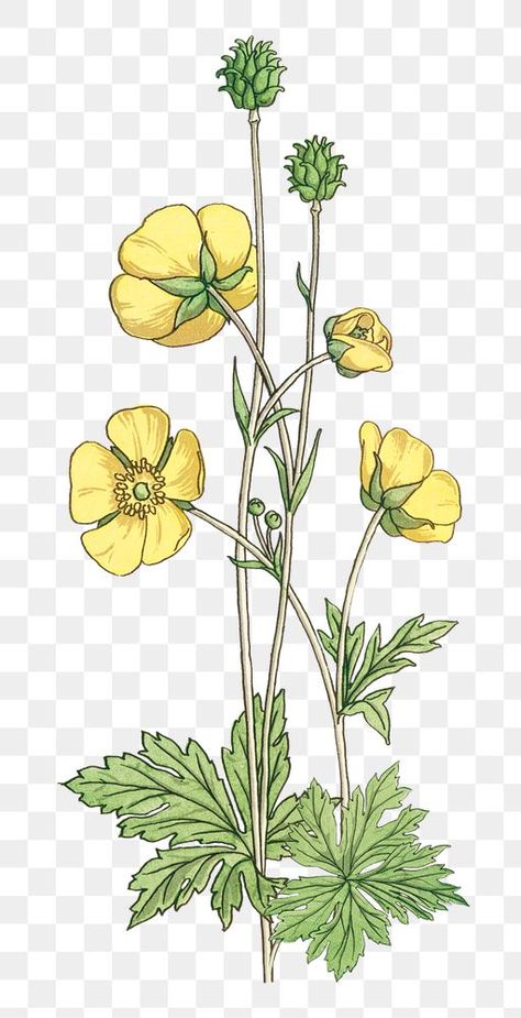 Simple Botanical Illustration, Art Brainstorm, Buttercup Tattoo, Virgo Flower, Virgo Mood, Flower Parts, Nouveau Flowers, Flower Transparent, Floral Art Nouveau