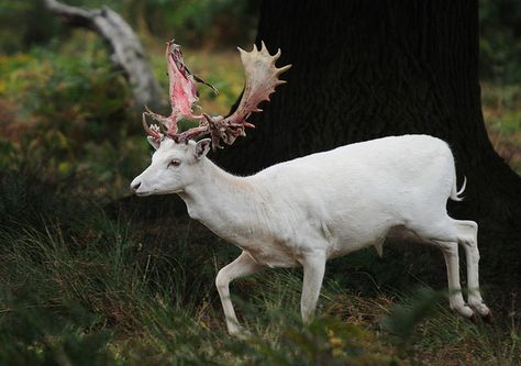 by Nicola Broadbridge Elf Rogue, Queen Of Shadows, Behind Blue Eyes, Fallow Deer, Albino Animals, White Deer, The Grisha Trilogy, White Stag, The Secret History