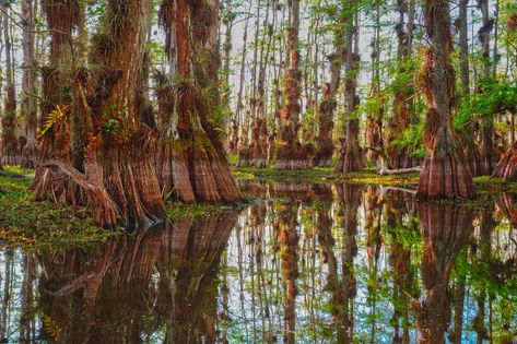 Epiphytic Plants, Reflection Drawing, Cypress Swamp, Octopus Tattoos, Everglades National Park, Cypress Trees, Tree Trunks, Tall Trees, Growing Tree