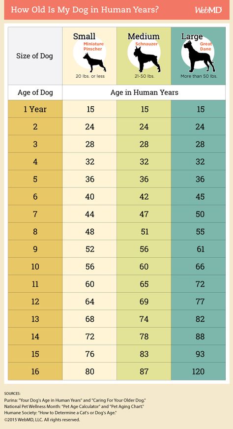 Dog age chart Dog Age Chart, Dog Health Tips, Dog Ages, Dog Information, Teacup Chihuahua, 강아지 그림, Dog Facts, Dog Years, Dog Info