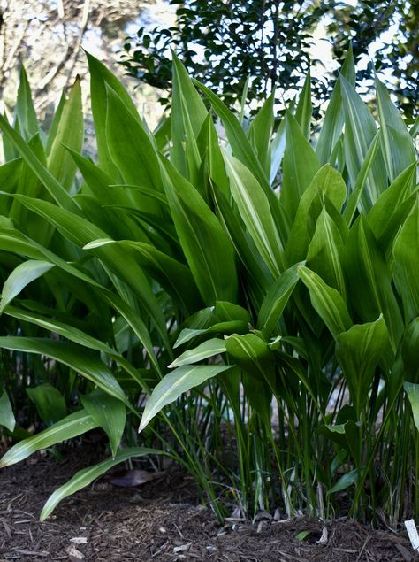 Aspidistra Elatior, Cat Safe Plants, Shade Garden Design, Broadleaf Evergreen, Ginger Plant, Soil Texture, Cast Iron Plant, Parlor Palm, Drought Tolerant Garden