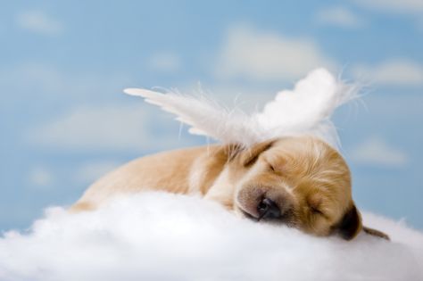 Dogs Go To Heaven, Catholic Answers, In Memorium, Angel Feathers, Dog Heaven, All Saints Day, Pure Happiness, Guardian Angels, To Heaven