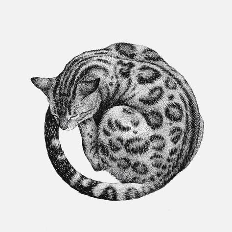 Art gallery for catlovers on Instagram: “More beautiful art 👉@1000catart👈 . Sleeping cat by @ksusha.zhang . . . . . . . #catdrawing #bengalcat #bengalkitten #artgallery #artblog…” Bengal Cat Tattoo, Bengal Tattoo, Sleeping Cat Tattoo, Bengal Kitten, Female Tattoo, Bengal Cat, Cat Tattoo, Cat Drawing, Simply Beautiful