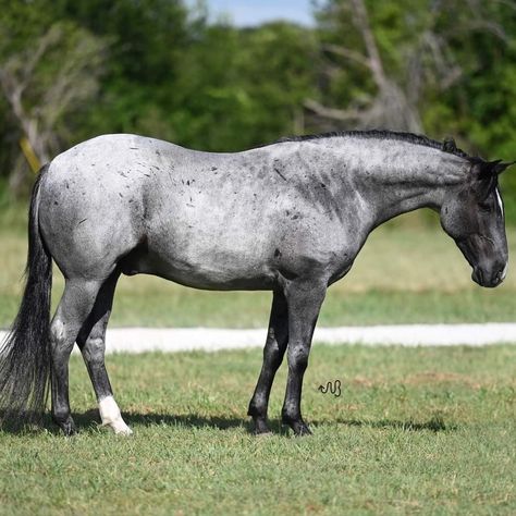 Bay Roan Quarter Horse, Blue Roan Quarter Horse, Blue Roan Horse, Roan Horse, Horse Colours, Miniature Ponies, Homesteading Animals, Horse Art Drawing, Horse Colors