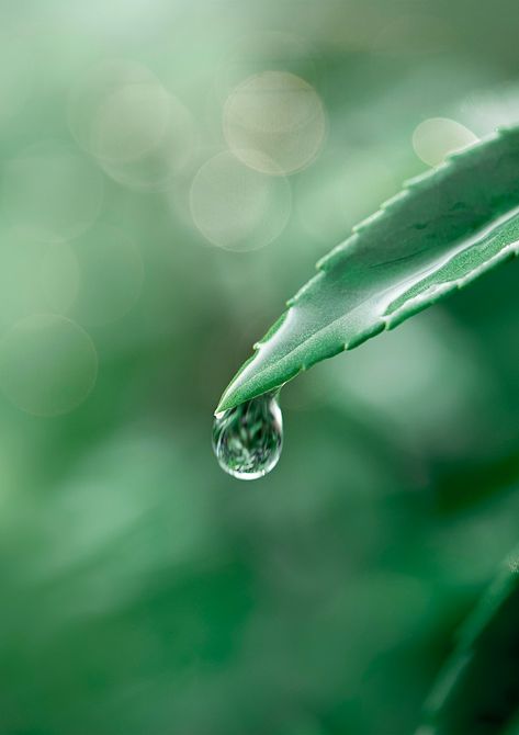 Water Droplets Drawing, Green Background Nature, Wet Leaves, Green Leaf Background, Background Nature, Leaf Photography, Bathroom Pictures, Leaf Background, Blank Space