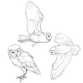 Owl Drawing Simple, Barn Owl Drawing, Barn Owl Tattoo, Barn Owl Art, Owl Sketch, Fly Drawing, Owl Drawing, Owl Wings, Nature Sketch