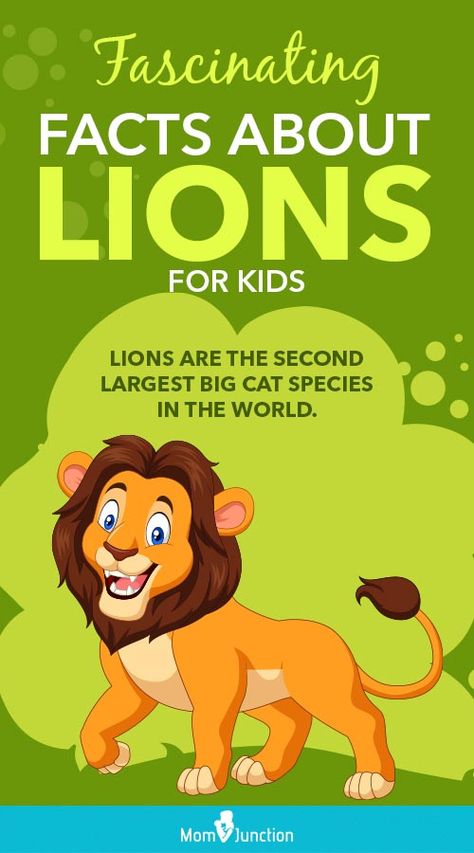 Lions are known for their roars and ferociousness, are highly social and move in a group referred to as the pride. Keep reading this MomJunction post to learn more such interesting facts about a lion. #kids #lionfatcs #kidsstuff Lion Facts For Kids, Fun Facts About Lions, Lions For Kids, Animals In The Bible, Lion Facts, Magic Tree House Books, Habitats Projects, Lion Baby Shower, Fun Facts For Kids