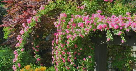 Peggy Martin Rose Climbing Trellis, Peggy Martin Rose Trellis, Peggy Martin Rose Climbing, Peggy Martin Rose, Garage Trellis, Martin Rose, Rose Climbing, Landscaping With Roses, Climbing Trellis