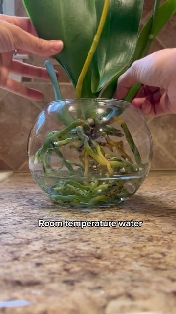 HousePlantParadise on Instagram: "Your orchids aren’t afraid of a little water! Amazing tutorial by @_plantswithkrystal_ Growing orchids in water is so much fun! The trick is to ensure you don’t fill the container the entire way of water, just 1/3 and replace once a week. If your water evaporates throughout the week, don’t refill until it’s time to change what’s left of the water at the end of the week. Fridays are my usual changing of water for my plants I water and I remember to fertilize Growing Orchids In Water, How To Grow Orchids In Water, Orchids In Water Vase, Orchid In Water, Repotting Orchids, Orchids In Water, Indoor Orchids, Growing Orchids, Moth Orchid