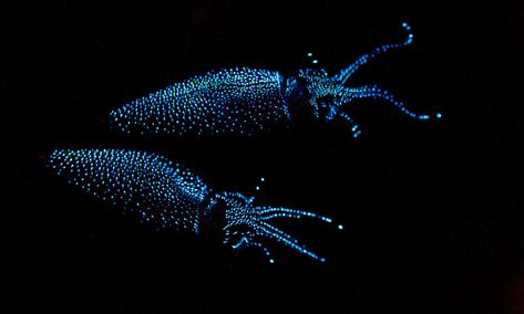 Bioluminescent Squid, Firefly Squid, Ocean Zones, Deep Sea Life, Sea Of Japan, Underwater Animals, Deep Sea Creatures, Aquatic Animals, Toyama