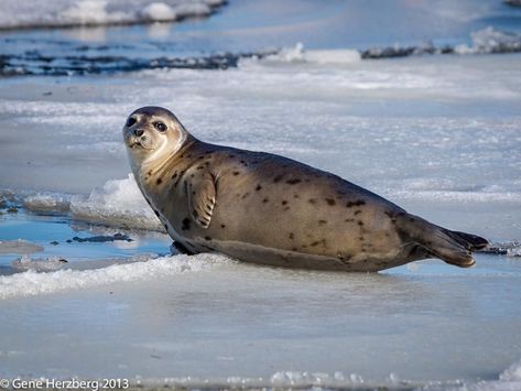 Harp Seal - Facts, Diet, Habitat & Pictures on Animalia.bio Basement Floors, Harp Seal, Sea Mammal, Cute Seals, Social Behavior, St Lawrence, Animal Groups, Facts For Kids, Basic Facts