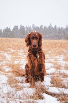 Irish Setter Puppy, Setter Puppies, Irish Red Setter, Irish Setter Dogs, Pets Dogs, Irish Setter, Puppy Pictures, Hunting Dogs, Dog Puppy