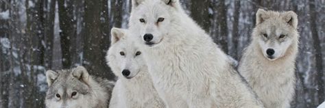 Wolf Twitter Header, Wolves Pack, Twitter Header Image, Profile Cover Photo, White Wolves, Pack Twitter, Profile Cover, Twitter Backgrounds, New Twitter