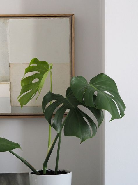 A guide to propagating a monstera plant - catesthill.com - plants in the home - monstera plant - Swiss cheese plant - grey terracotta pot Tattoo Plant, Flower Pot Design, Terracotta Plant Pots, Cheese Plant, Soil Layers, Plant Photography, Plant Wallpaper, Plant Aesthetic, Monstera Plant