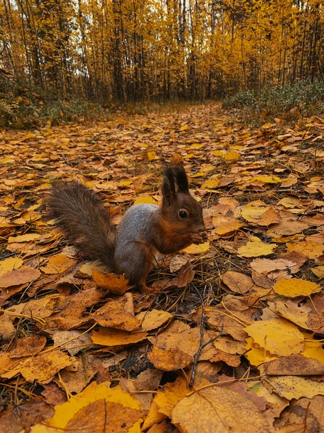 Autumn Leaves Animals, English Autumn Aesthetic, Autumn Pictures Photography, Animals In Fall, Animals In Autumn, Squirrel Aesthetic, Fall Squirrel, Autumn Animal, Funny Autumn